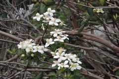 Clematis montana